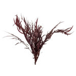 Paris Prix Bouquet d'Eucalyptus  Sauvage Séché  75cm Bordeaux