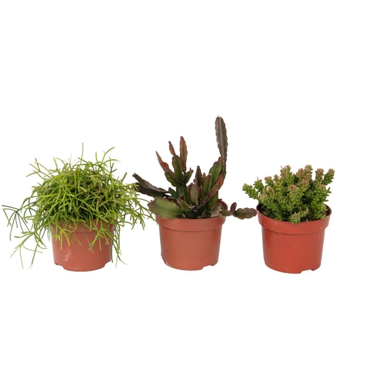 PLANT IN A BOX Cactus corail mix - Rhipsalis - Lot de 3 - Hauteur 15-20 cm - Pot 12 cm