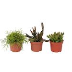 PLANT IN A BOX Cactus corail mix - Rhipsalis - Lot de 3 - Hauteur 15-20 cm - Pot 12 cm