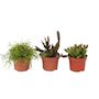 Voir la diapositive 1 : PLANT IN A BOX Cactus corail mix - Rhipsalis - Lot de 3 - Hauteur 15-20 cm - Pot 12 cm