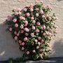 Voir la diapositive 5 : PLANT IN A BOX Camélia - Camellia japonica 'Bonomiana' - Hauteur 50-60cm - ⌀15cm