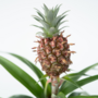 Voir la diapositive 3 : PLANT IN A BOX Ananas d'ornement - Set de 2 - Ananas comosus 'Mi Amigo' - H35-45cm - ⌀12cm
