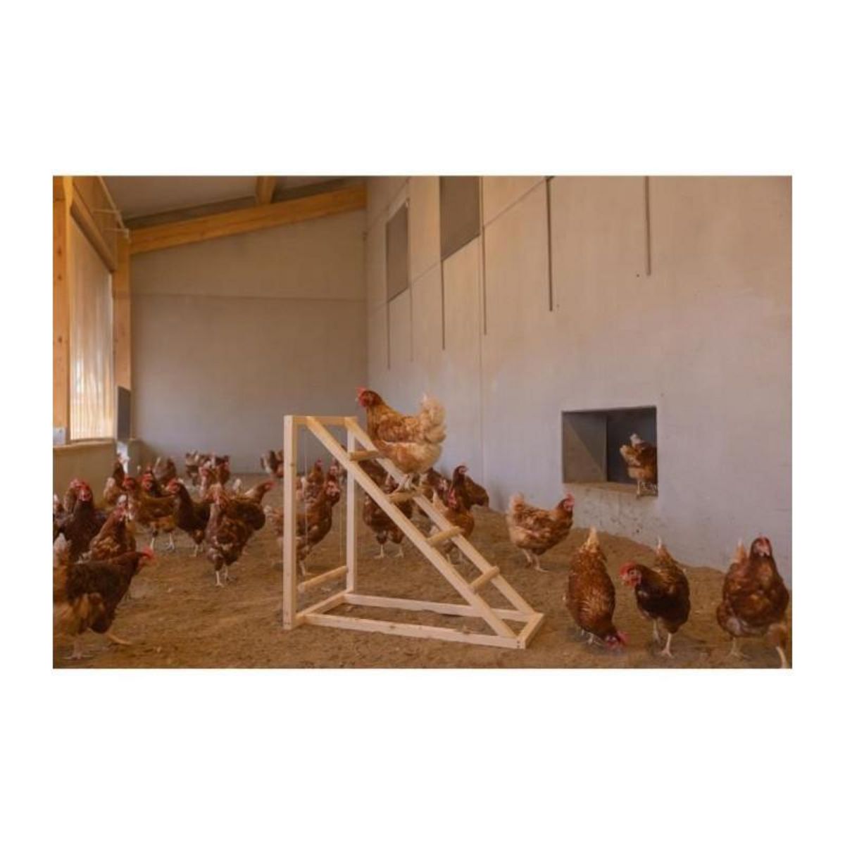 KERBL Tour d'escalade pour poules - KERBL - 85 x 55 x 76 cm - Avec balançoire - Echelle robuste