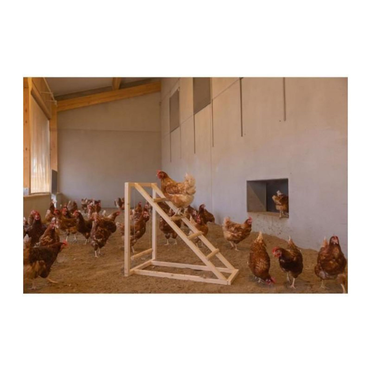 KERBL Tour d'escalade pour poules - KERBL - 85 x 55 x 76 cm - Avec balançoire - Echelle robuste