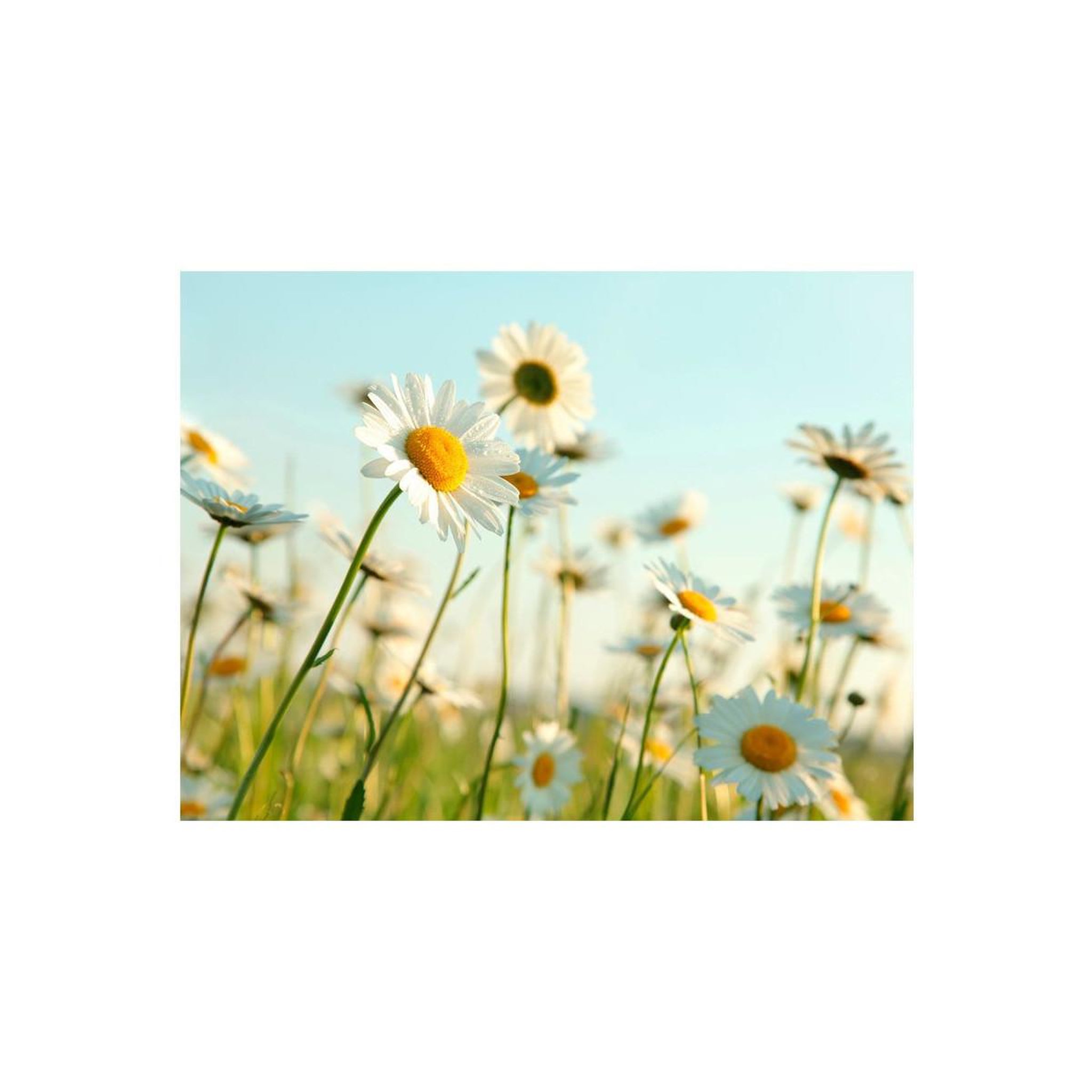 Voir la diapositive 2 : Paris Prix Papier peint  marguerites prairie de printemps