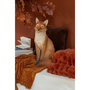 Voir la diapositive 3 : Paris Prix Statue Renard Assis  Automne  54cm Orange