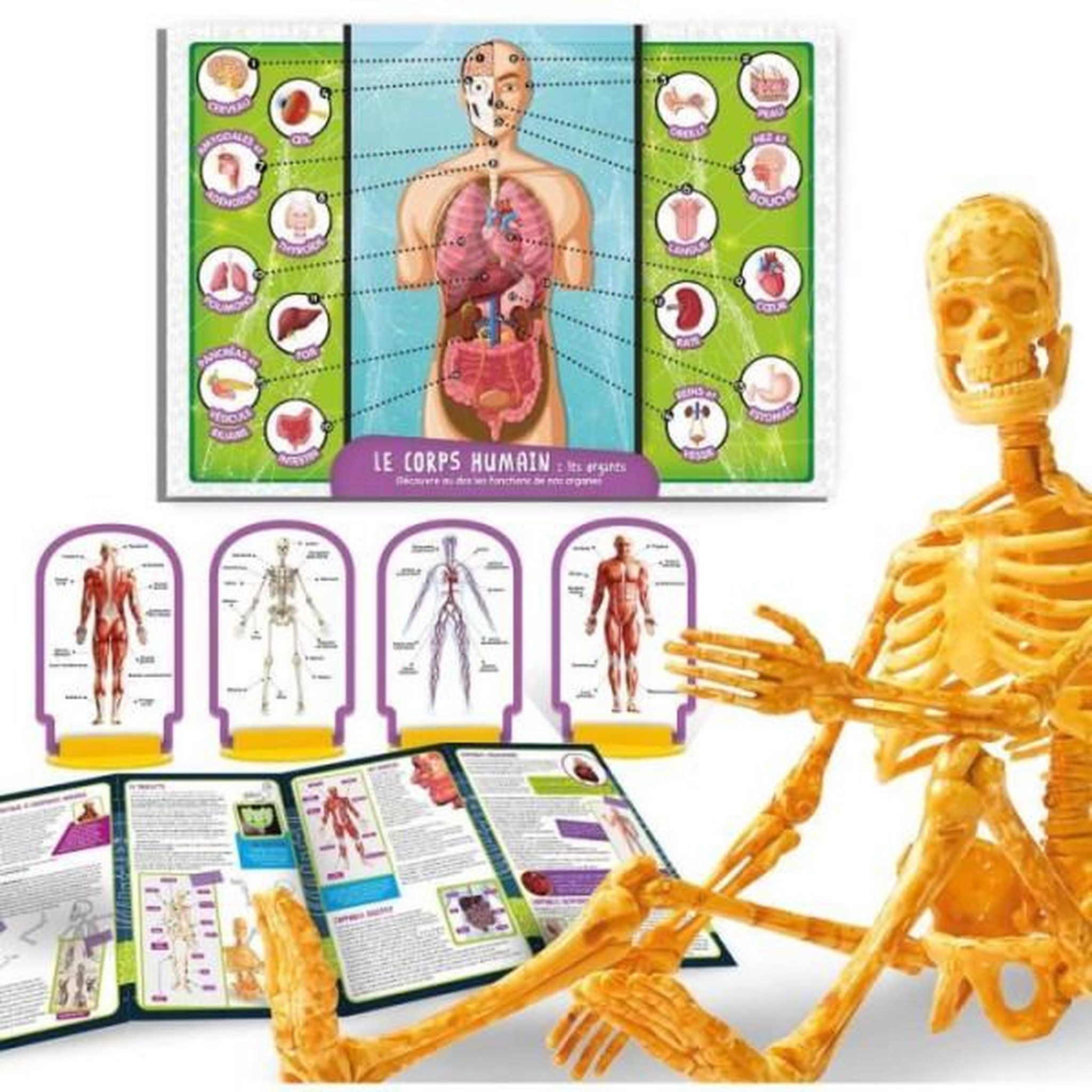 Voir la diapositive 2 : LISCIANI GIOCHI Découverte du corps humain - Kit Scientifique - I'M A GENIUS POCKET - Modele 3D