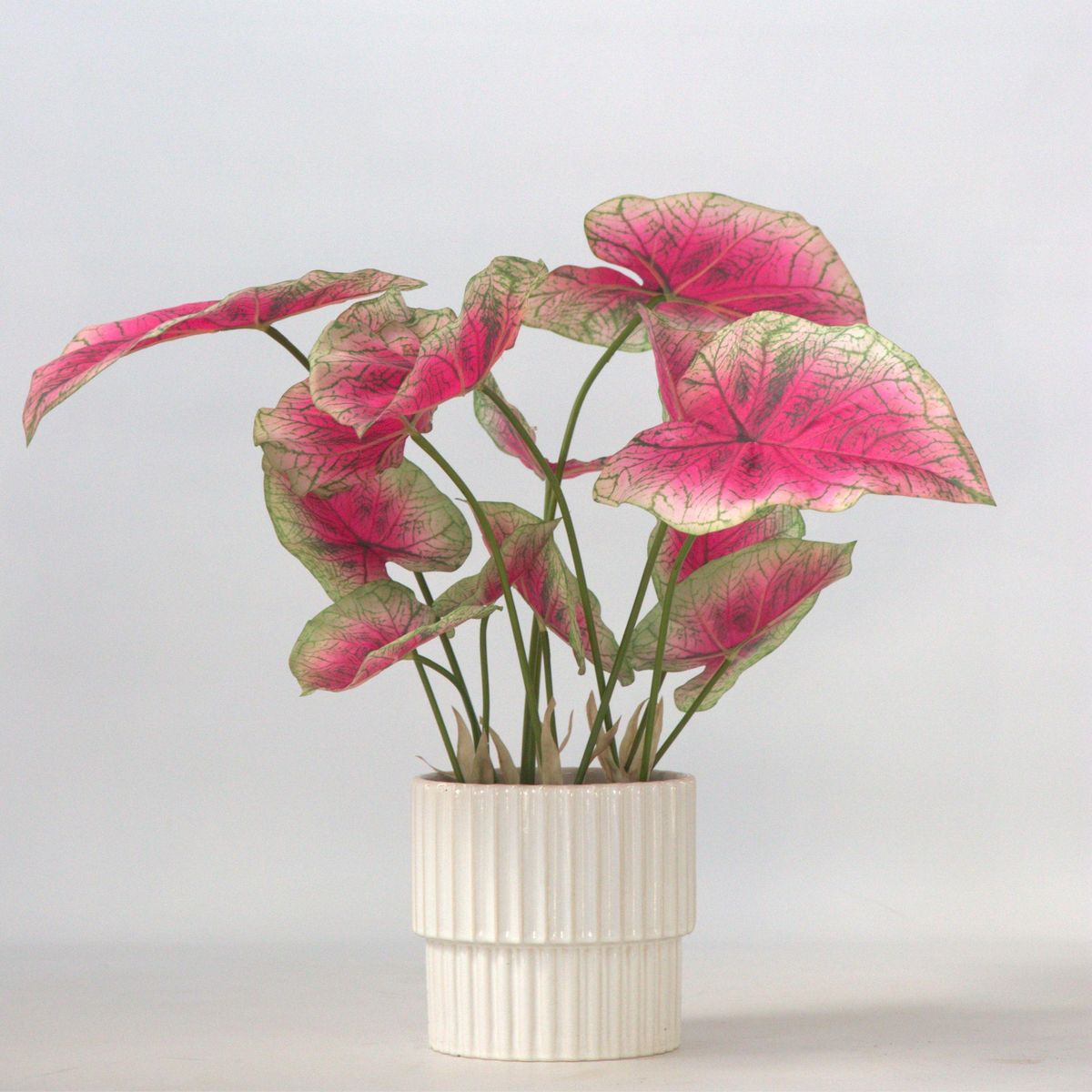 PLANT IN A BOX Caladium artificiel - Hauteur 60cm