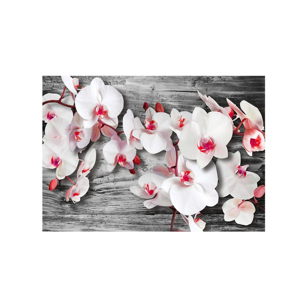 Paris Prix Papier Peint  Callous Orchids