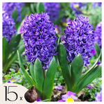 PLANT IN A BOX Jacinthe - Set de 15 - Hyacinthus 'Blue Trophy' - Bulbes à fleurs - Bleu