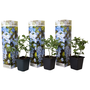Voir la diapositive 1 : PLANT IN A BOX Dentelaire du Cap - Set de 3 - Plumbago auriculata - Hauteur 25-40cm - ⌀9cm