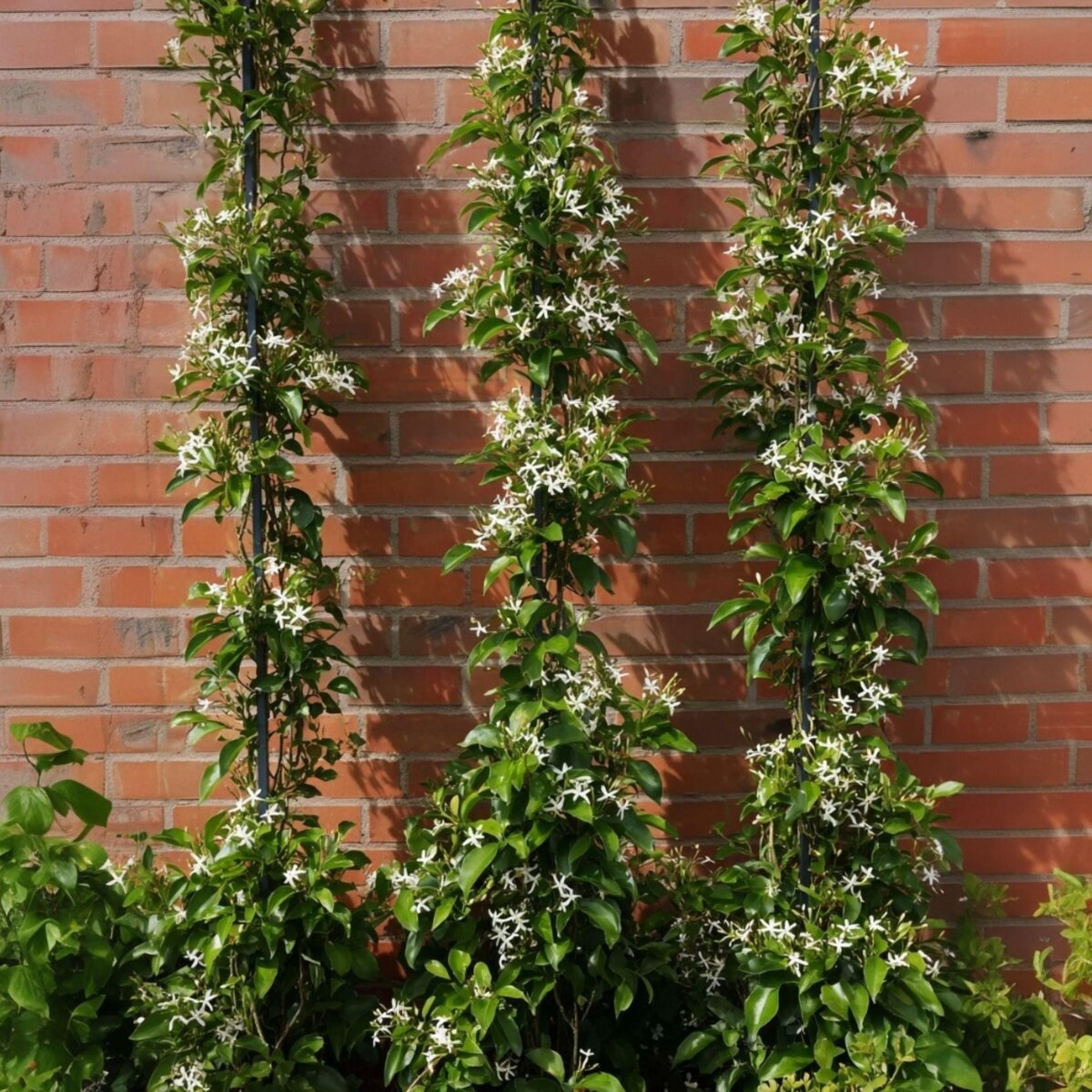 PLANT IN A BOX Jasmin étoilé - Set de 2 - Trachelospermum jasminoides - H110-120cm - ⌀17cm