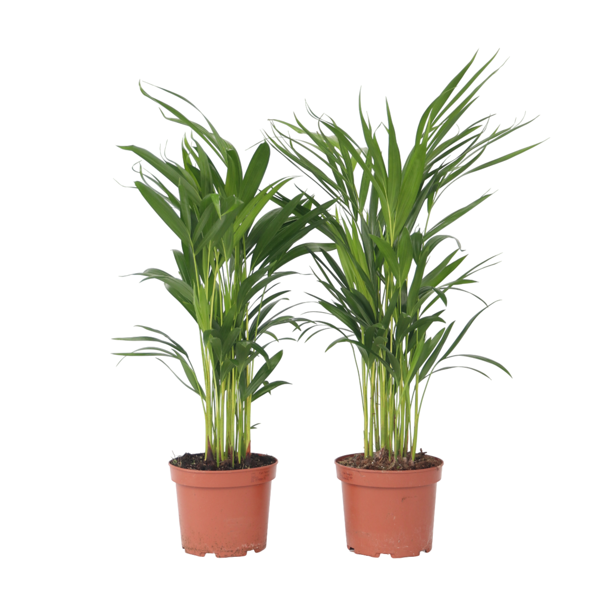 PLANT IN A BOX Palmier areca - Set de 4 - Dypsis lutescens - Hauteur 60-70cm - ⌀17cm