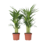 Voir la diapositive 1 : PLANT IN A BOX Palmier areca - Set de 4 - Dypsis lutescens - Hauteur 60-70cm - ⌀17cm