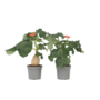 Voir la diapositive 1 : PLANT IN A BOX Podagre - Set de 2 - Jatropha podagrica - Hauteur 25-45cm - ⌀13cm