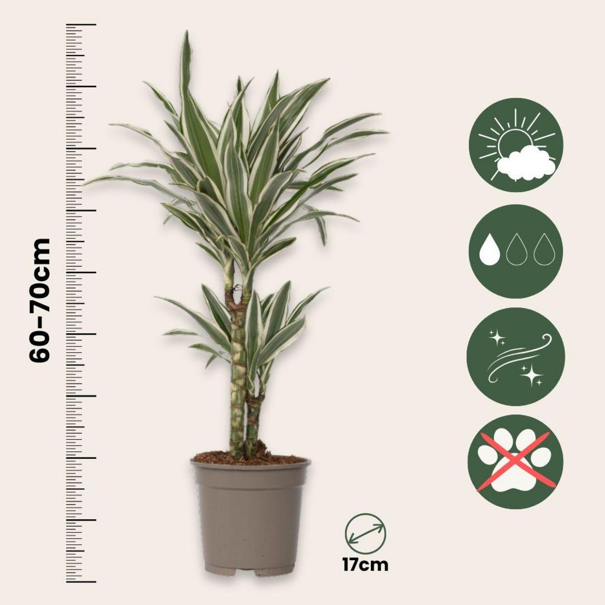 PLANT IN A BOX Dragonnier - Set de 2 - Dracaena deremensis 'White Stripe' - H60-70cm - ⌀17cm