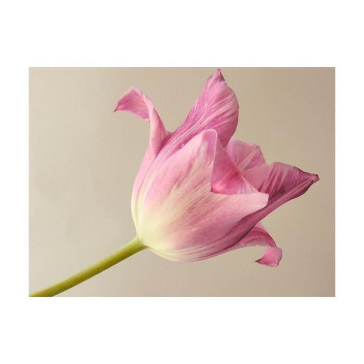 Paris Prix Papier Peint  Pink Tulip