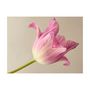 Voir la diapositive 2 : Paris Prix Papier Peint  Pink Tulip