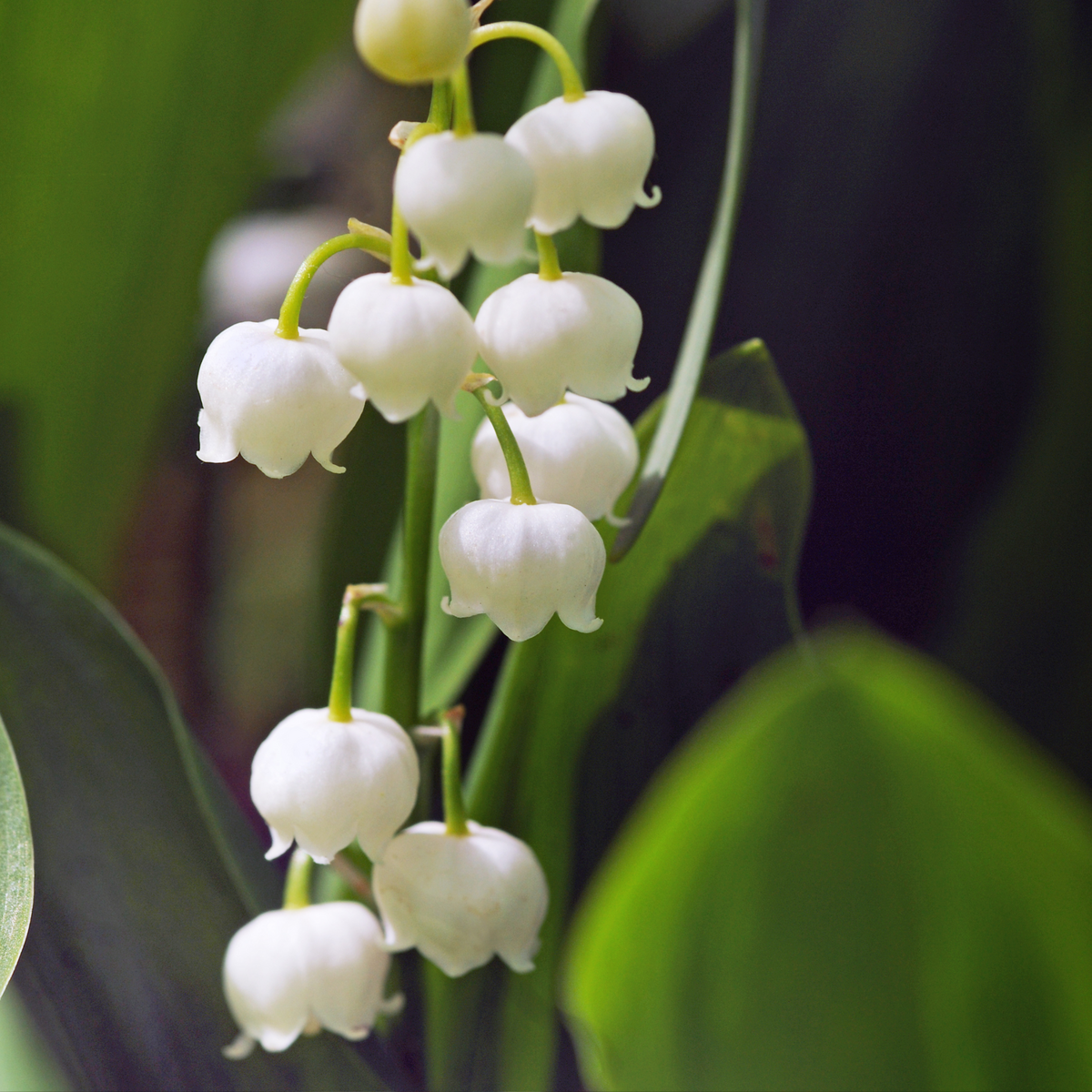 PLANT IN A BOX Muguet de mai - Set de 10 - Convallaria 'Majalis' - Bulbes à fleurs - Blanc