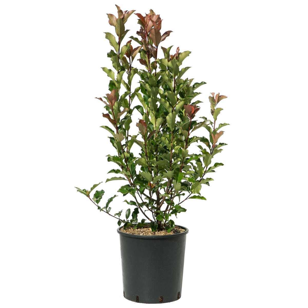 Photinia Fraseri Serratifolia Volcano - Pot de 9L - H/80-100cm
