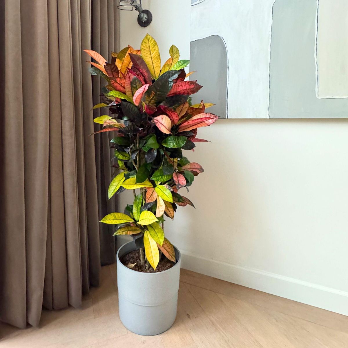 PLANT IN A BOX Croton - Codiaeum variegatum 'Mrs. Iceton' - Hauteur 140-150cm - ⌀31cm