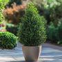 Voir la diapositive 5 : PLANT IN A BOX Houx crenelé - Ilex crenata 'Jenny' - Hauteur 55-65cm - ⌀21cm