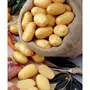  Collection de pommes de terre : Bernadette, Chérie, Ratte - Les 75 plants - Willemse