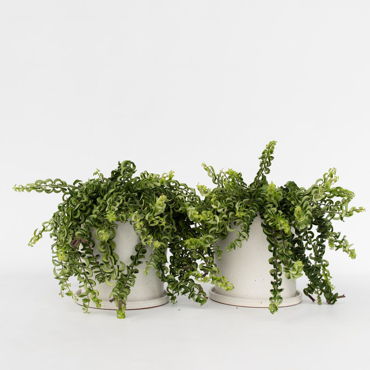 PLANT IN A BOX Plante rouge à lèvres - Set de 2 - Aeschynanthus pulcher - H20-30cm - ⌀15cm