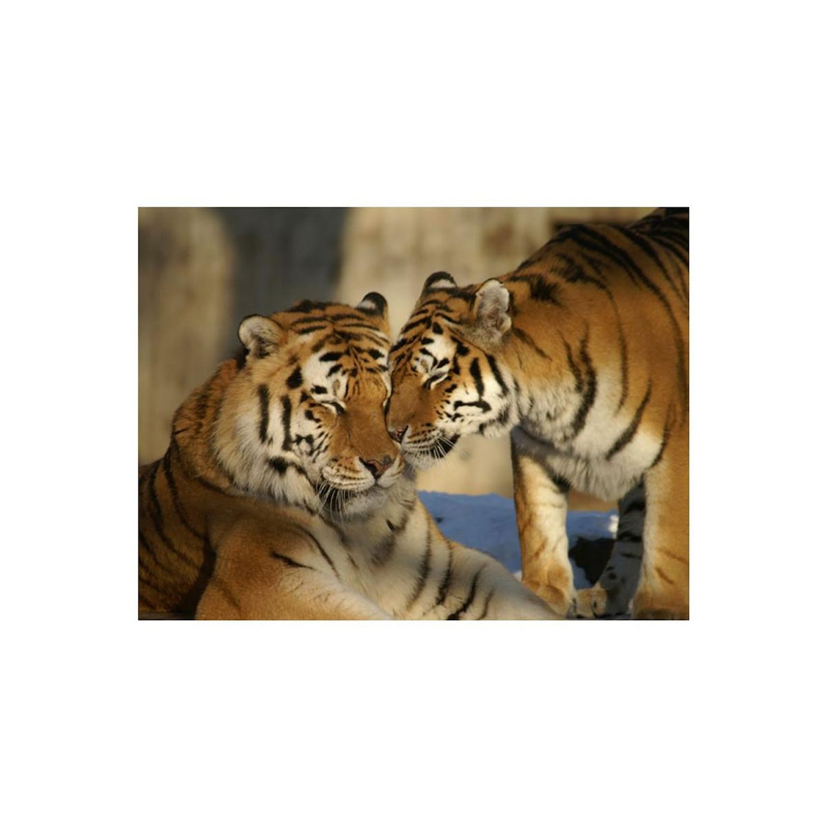 Paris Prix Papier Peint  Tigres : l'amour Inconditionnel