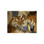 Voir la diapositive 2 : Paris Prix Papier Peint  Tigres : l'amour Inconditionnel