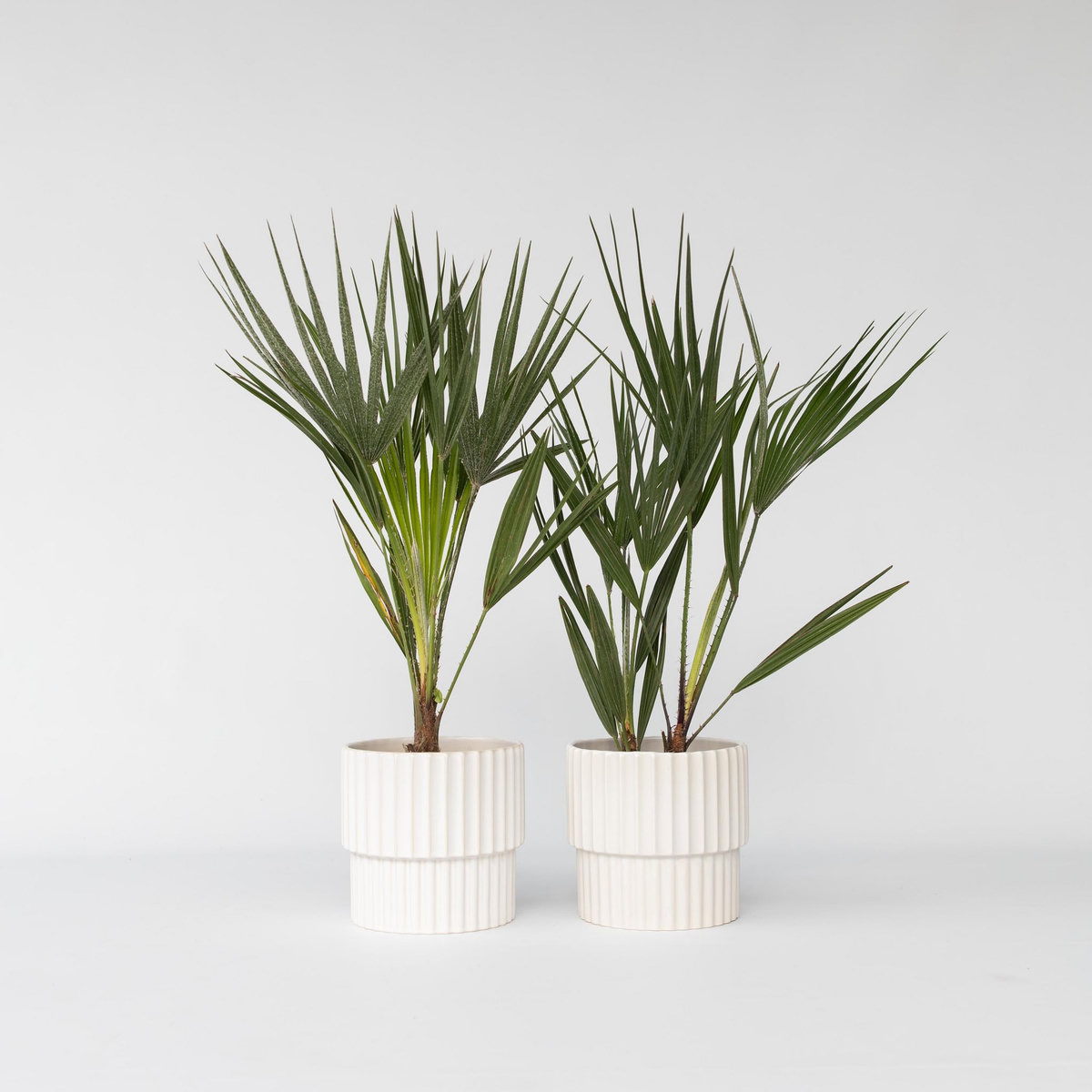 PLANT IN A BOX Palmier nain - Set de 2 - Chamaerops humilis - Hauteur 50-60cm - ⌀15cm
