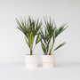 Voir la diapositive 6 : PLANT IN A BOX Palmier nain - Set de 2 - Chamaerops humilis - Hauteur 50-60cm - ⌀15cm