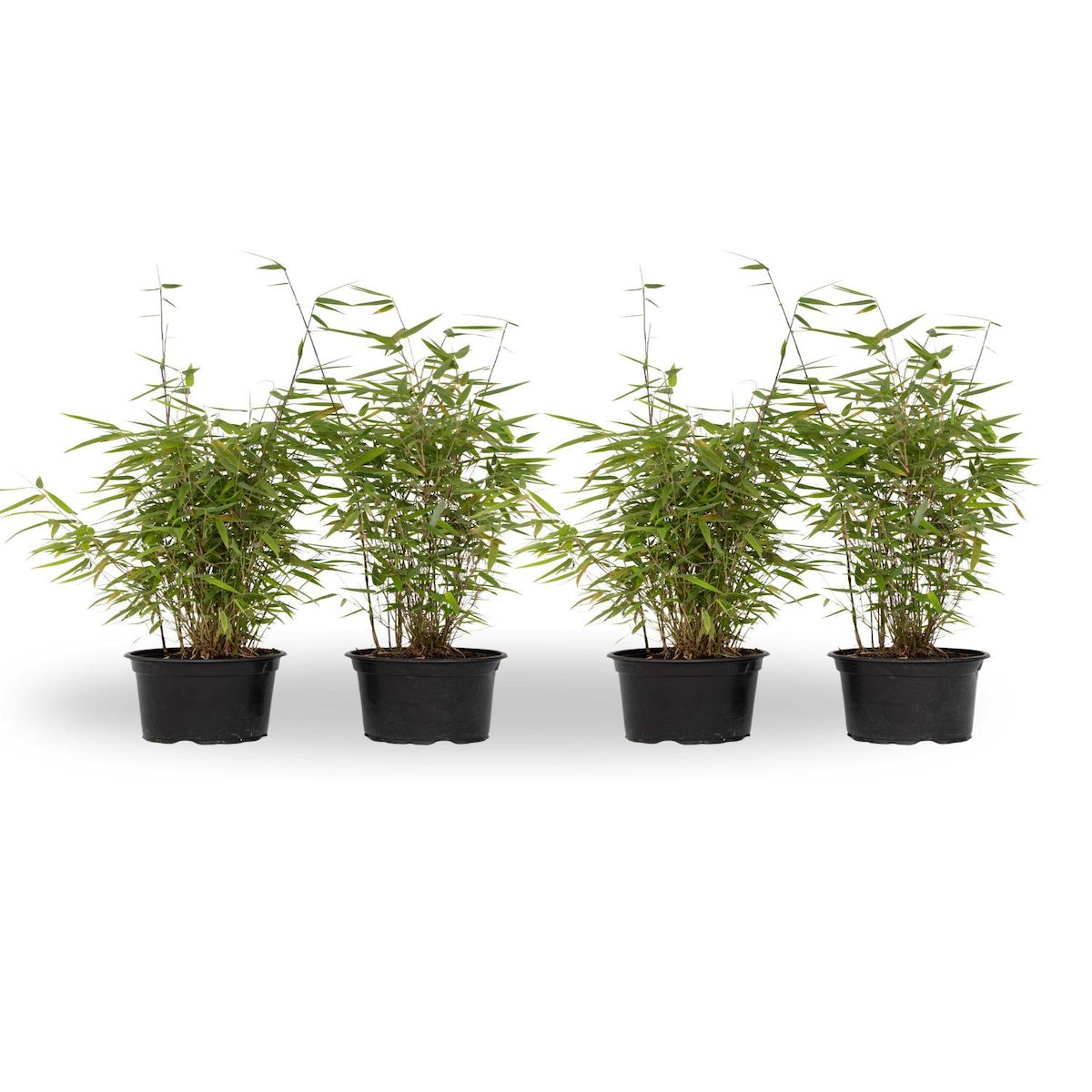 PLANT IN A BOX Bambou non-traçant - Set de 4 - Fargesia nitida 'Red Dragon' - H50-70cm - ⌀17cm