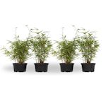 PLANT IN A BOX Bambou non-traçant - Set de 4 - Fargesia nitida 'Red Dragon' - H50-70cm - ⌀17cm