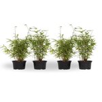 PLANT IN A BOX Bambou non-traçant - Set de 4 - Fargesia nitida 'Red Dragon' - H50-70cm - ⌀17cm