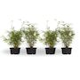 Voir la diapositive 1 : PLANT IN A BOX Bambou non-traçant - Set de 4 - Fargesia nitida 'Red Dragon' - H50-70cm - ⌀17cm