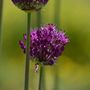 Voir la diapositive 3 : PLANT IN A BOX Coffret Jardin Sec - 35 bulbes pour endroits secs & ensoleillés