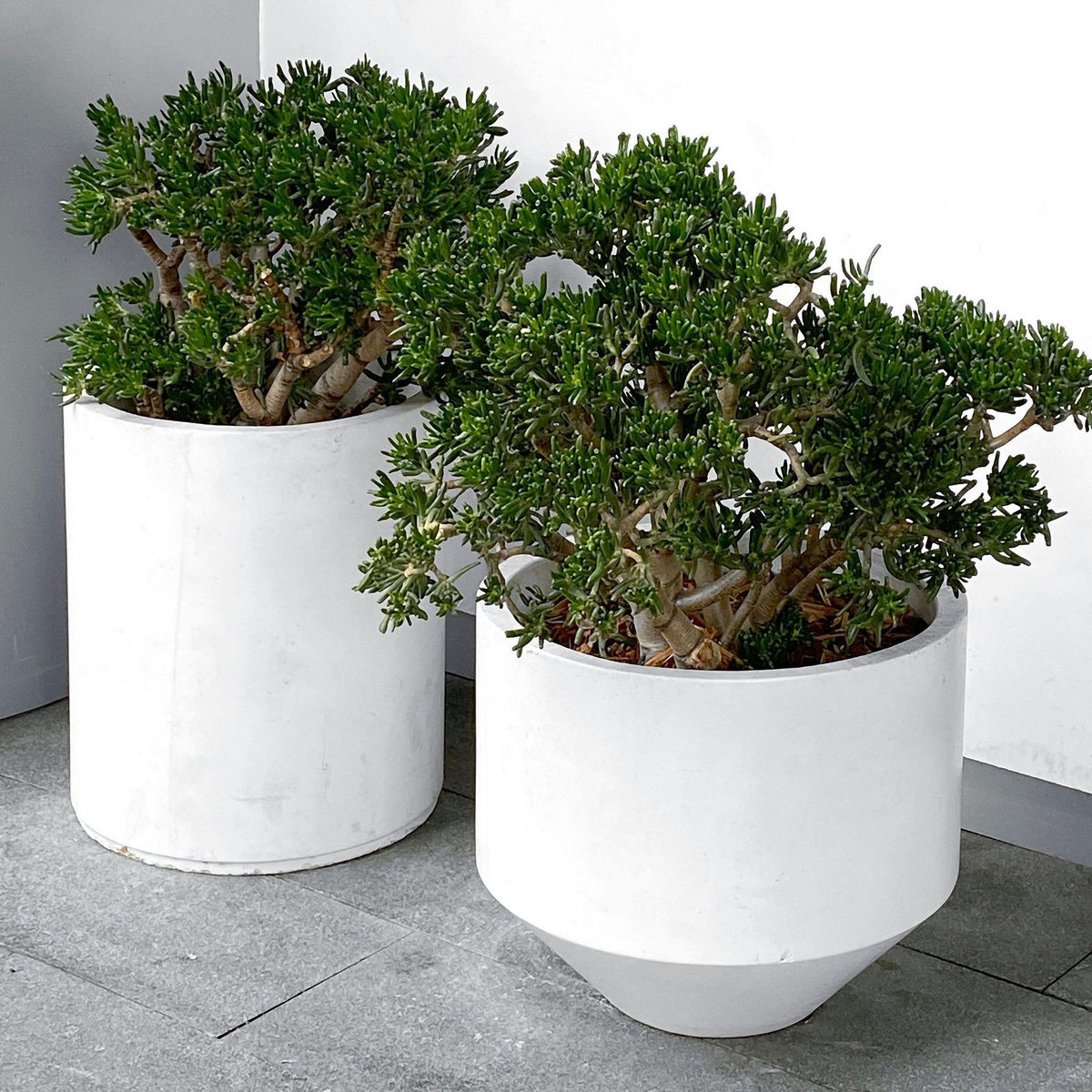 PLANT IN A BOX Arbre de jade - Crassula ovata 'Minor' - Hauteur 45-50cm - ⌀23cm