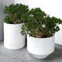 Voir la diapositive 4 : PLANT IN A BOX Arbre de jade - Crassula ovata 'Minor' - Hauteur 45-50cm - ⌀23cm
