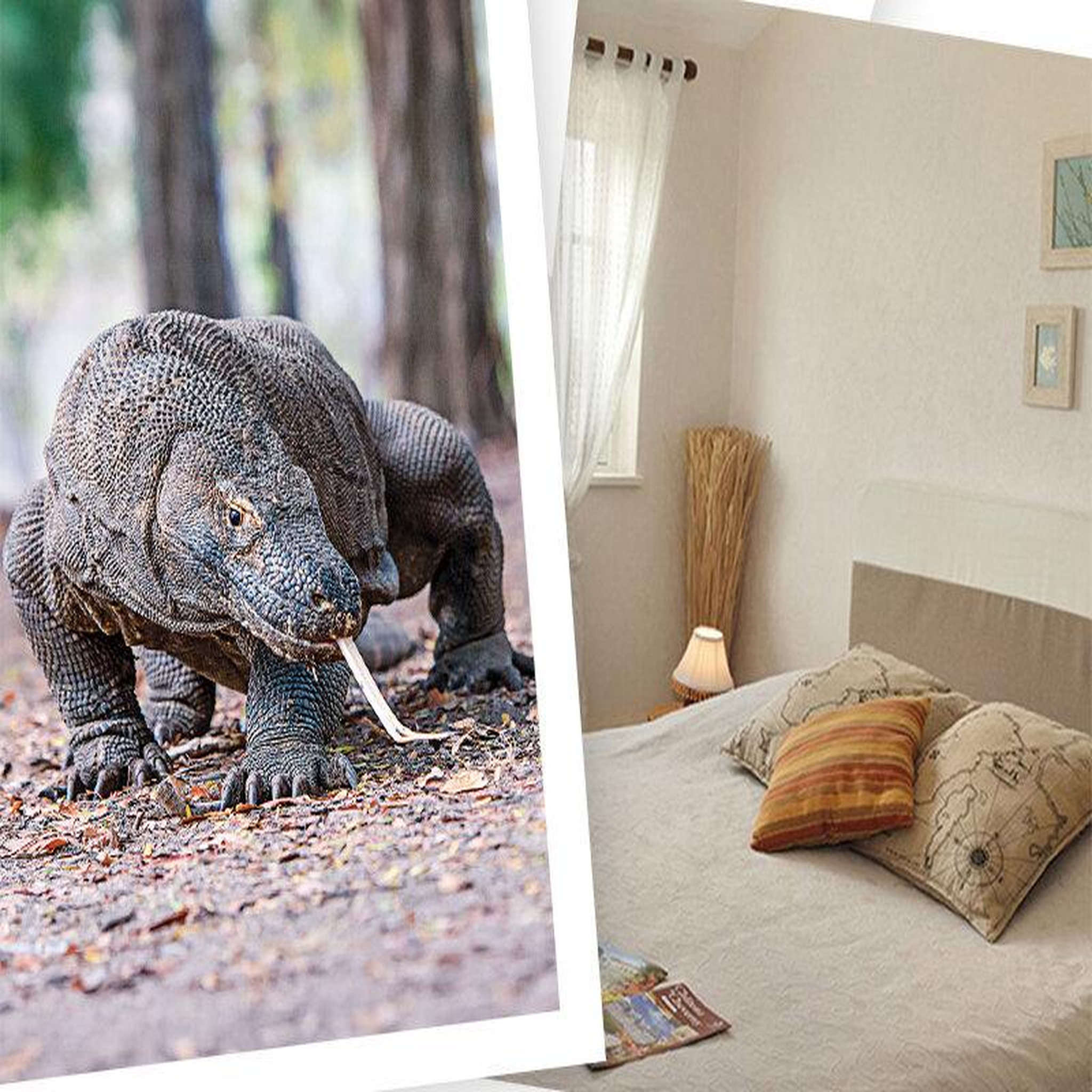 Voir la diapositive 2 : Smartbox Séjour en famille au zooparc de beauval 2026: entrées 2 adulte et 1 enfant (2 journées) et 1 nuit à proximité - coffret cadeau multi-thèmes