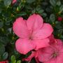 Voir la diapositive 3 : PLANT IN A BOX Azalée - Set de 2 - Rhododendron azalea 'Anouk' - Hauteur 25-40cm - ⌀17cm