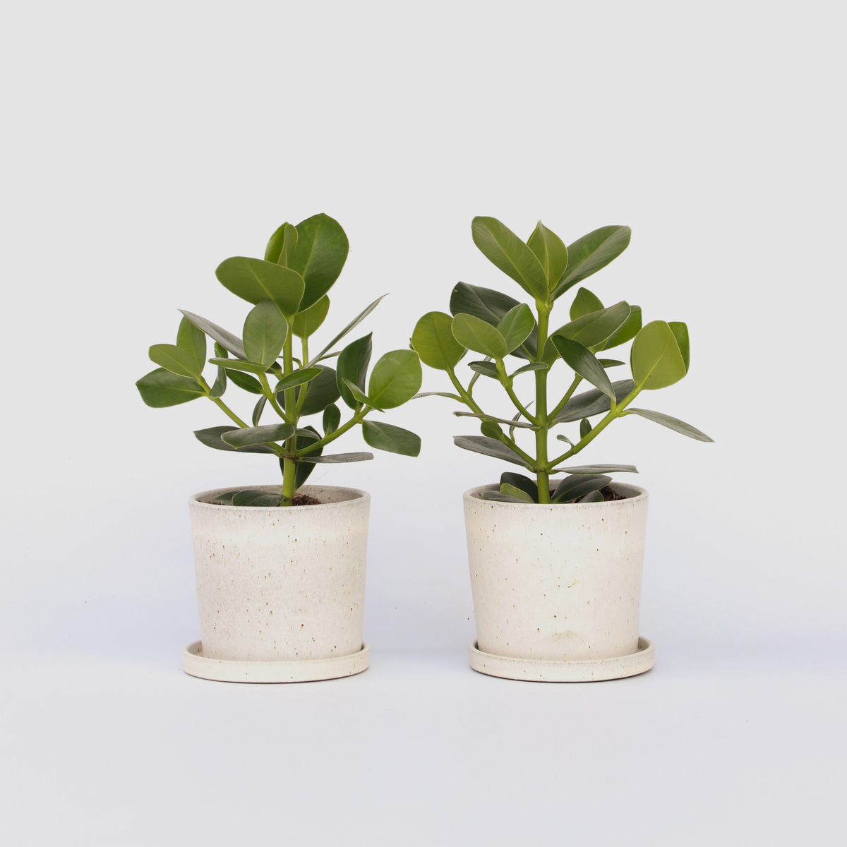 PLANT IN A BOX Pommier baumier - Set de 2 - Clusia rosea 'Princess' - Hauteur 25-35cm - ⌀12cm