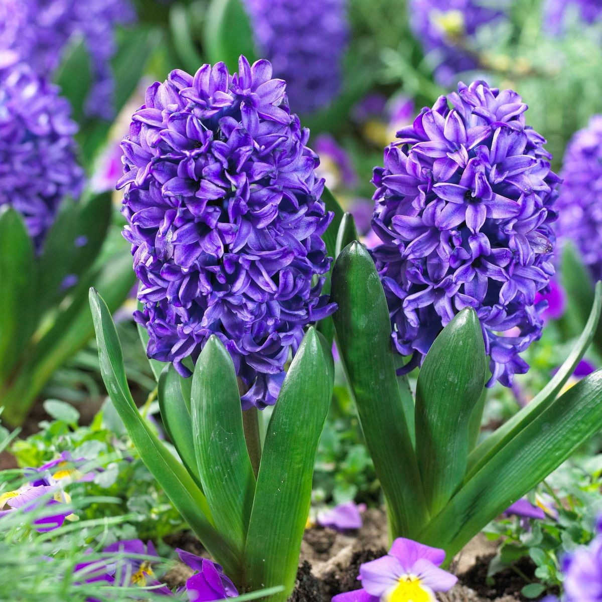 PLANT IN A BOX Jacinthe - Set de 25 - Hyacinthus 'Blue Trophy' - Bulbes à fleurs - Bleu