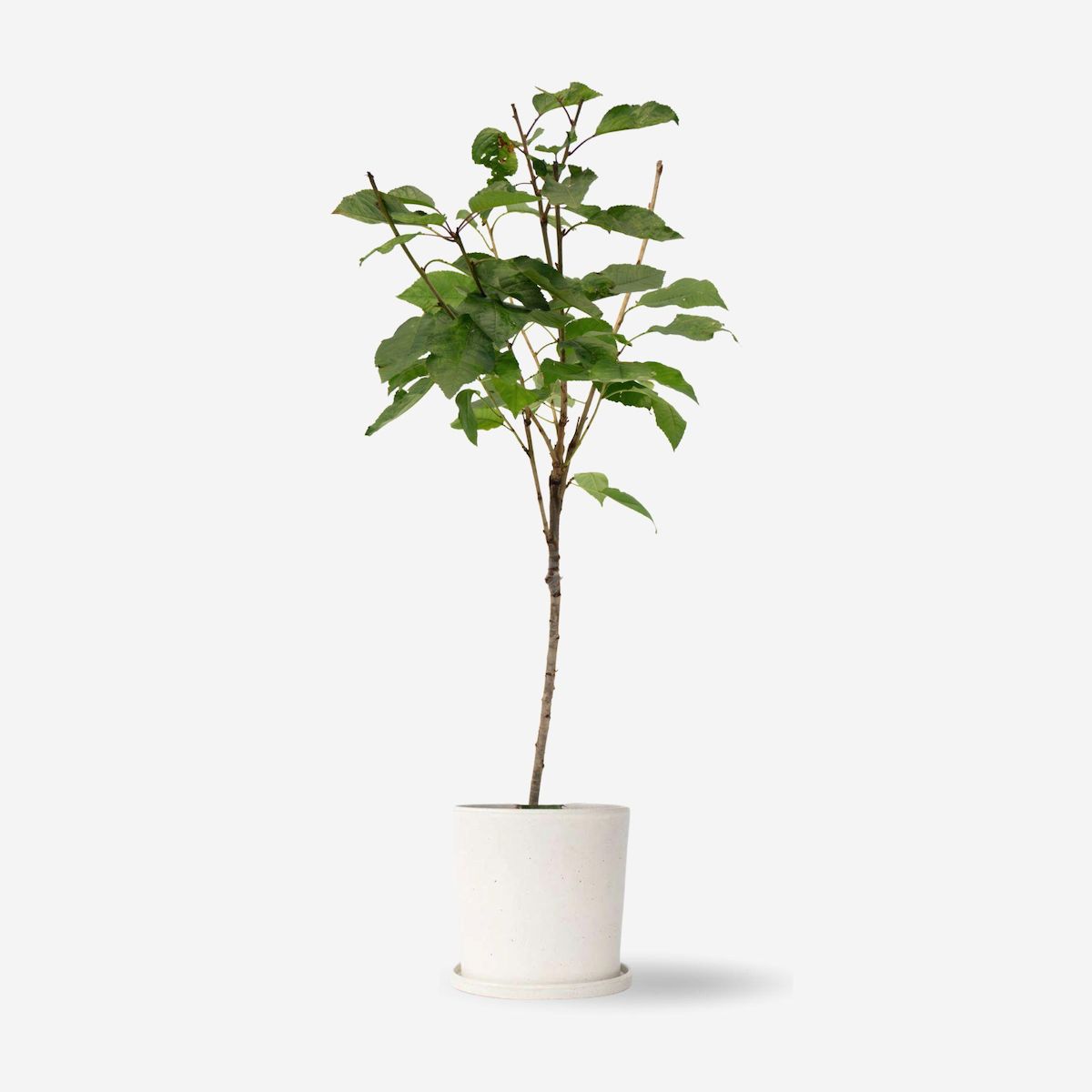 PLANT IN A BOX Cerisier - Prunus avium 'Stella' - Cerise douce - Hauteur 90-110cm - ⌀23cm