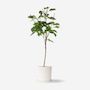 Voir la diapositive 6 : PLANT IN A BOX Cerisier - Prunus avium 'Stella' - Cerise douce - Hauteur 90-110cm - ⌀23cm