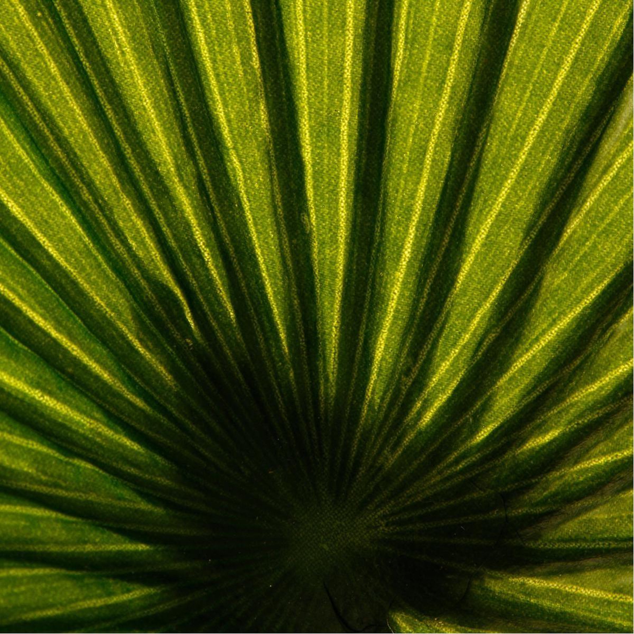 Voir la diapositive 2 : ATMOSPHERA Plante artificielle  palmier  190cm vert