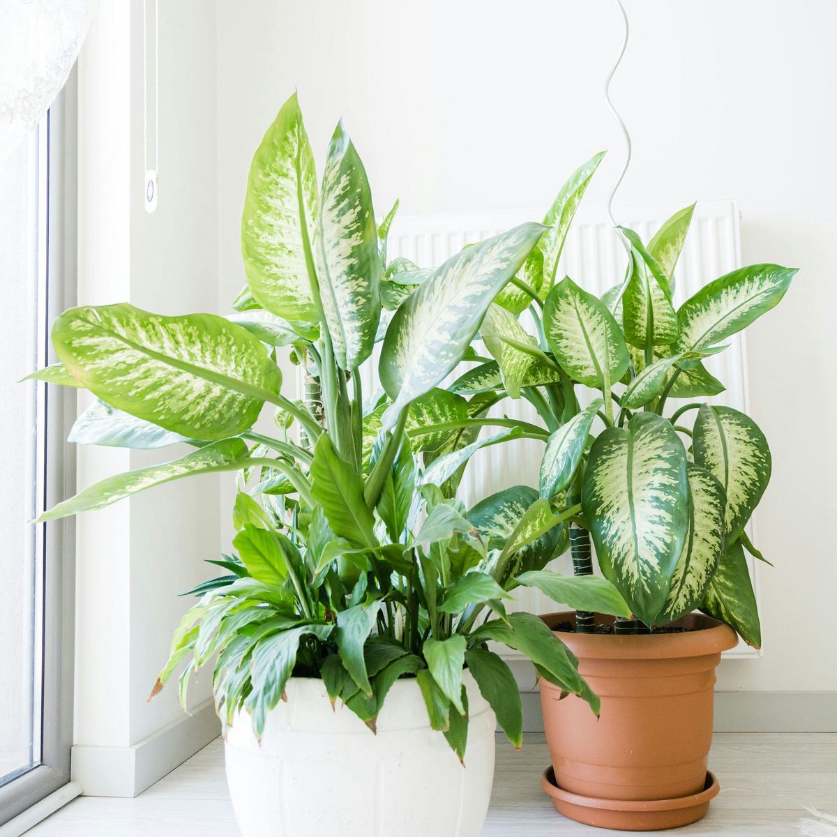 PLANT IN A BOX Cannes des muets - Dieffenbachia 'Tropic' - Hauteur 70-80cm - ⌀24cm
