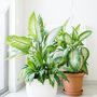 Voir la diapositive 4 : PLANT IN A BOX Cannes des muets - Dieffenbachia 'Tropic' - Hauteur 70-80cm - ⌀24cm