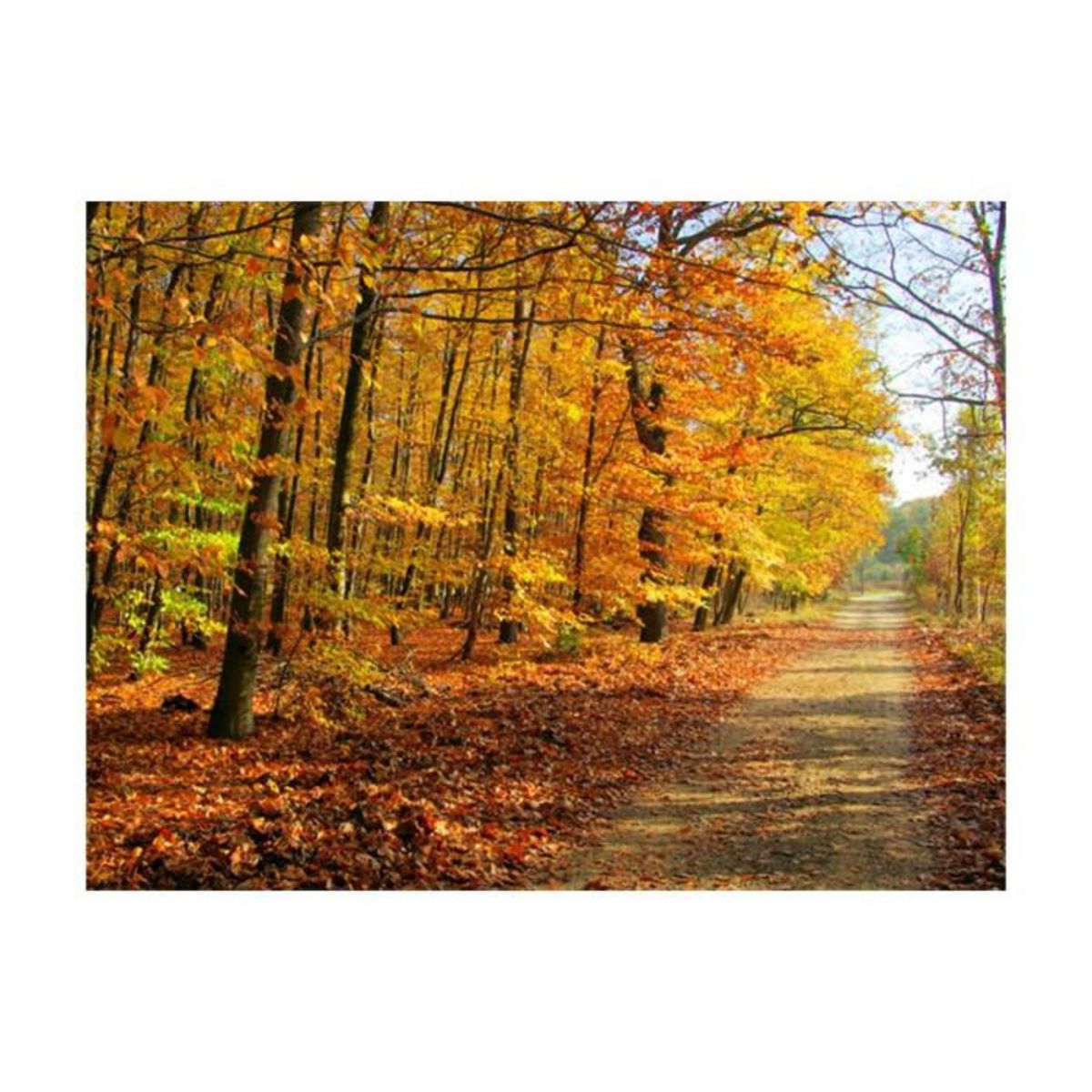 Paris Prix Papier Peint  Beech Forest