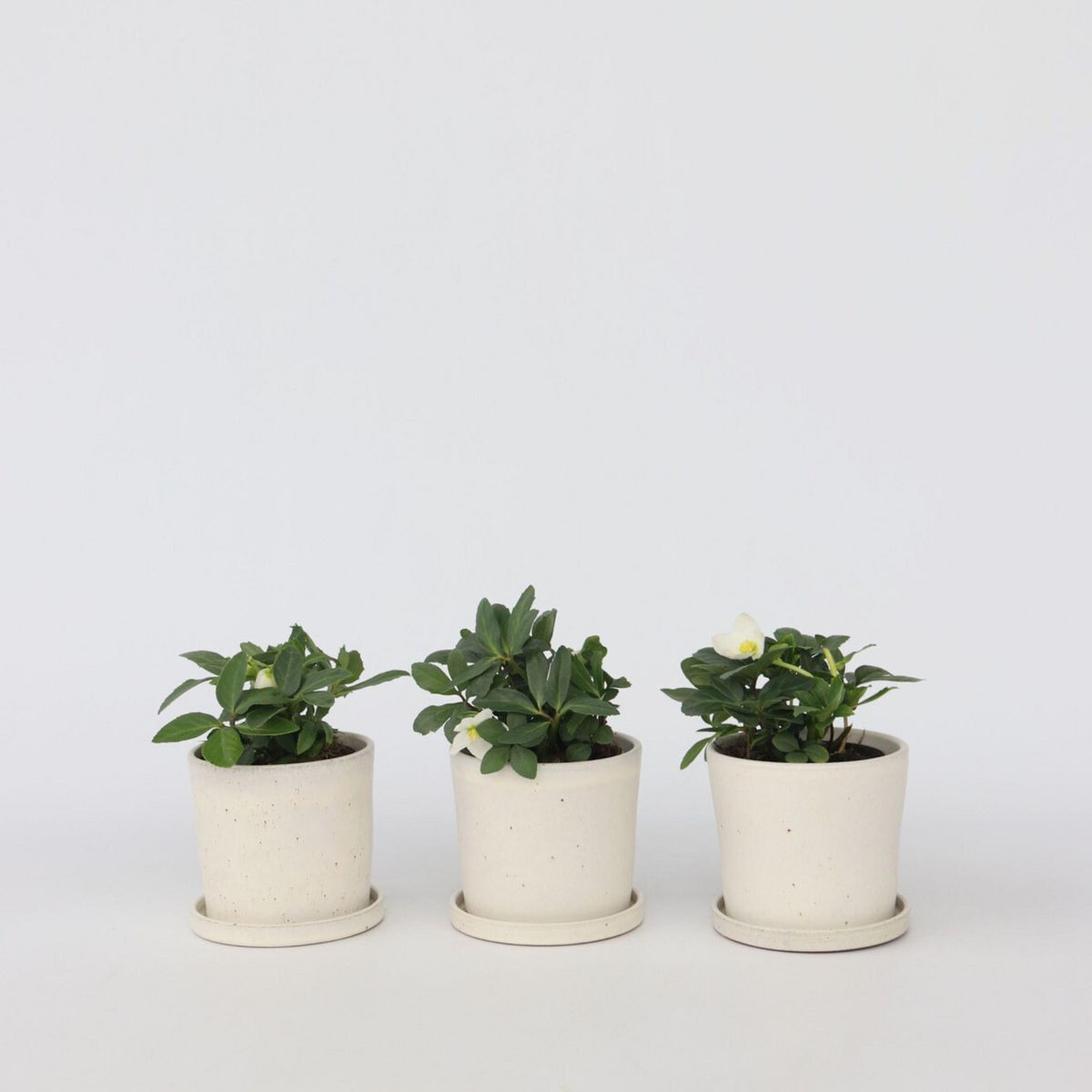 PLANT IN A BOX Rose de Noël - Set de 3 - Helleborus niger 'Mont Blanc' - H20-30cm - ⌀12cm